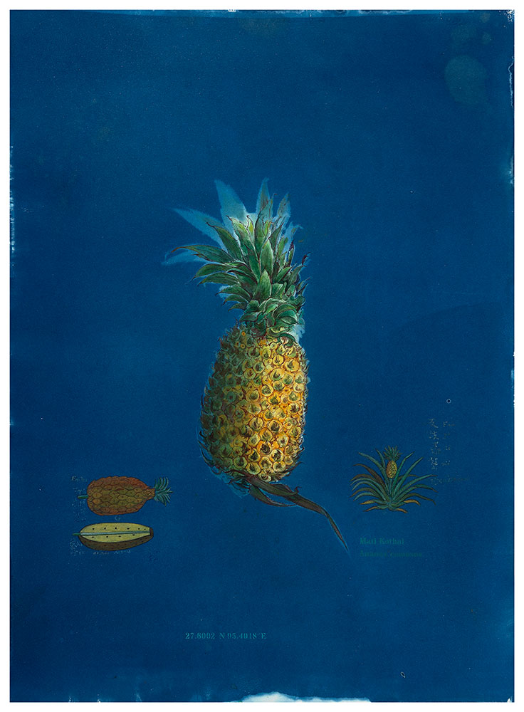 Memory-of-taste-II,-In-the-Backyard-Ananas-comosus,-Mati-Kothal-Rashmimala