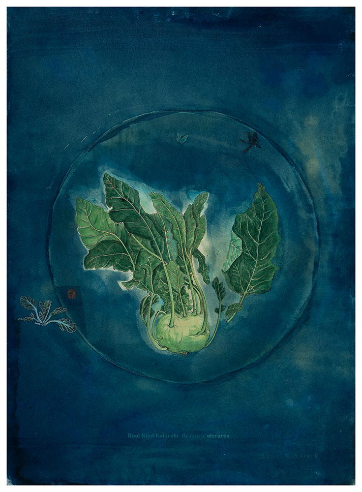 Memory-of-taste-III,-In-the-Backyard-Brassica-oleracea,-Ol-Kobi-Rashmimala