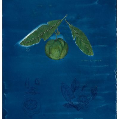 Memory-of-taste-IV,-Delania-Indica-Rashmiala