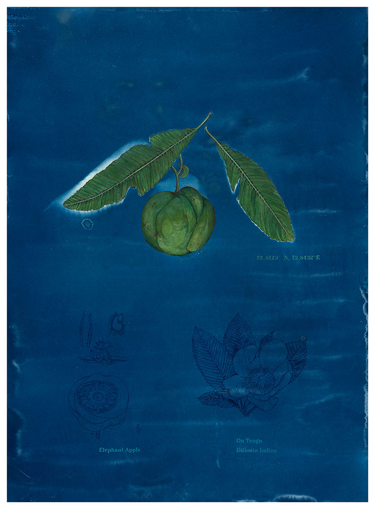 Memory-of-taste-IV,-Delania-Indica-Rashmiala