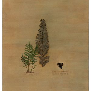Of-ferns-n-Fossils-1-Rashmimala