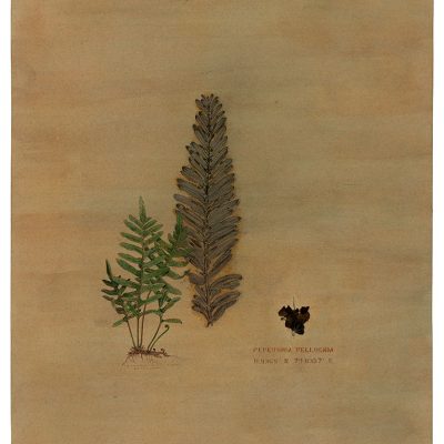 Of-ferns-n-Fossils-1-Rashmimala