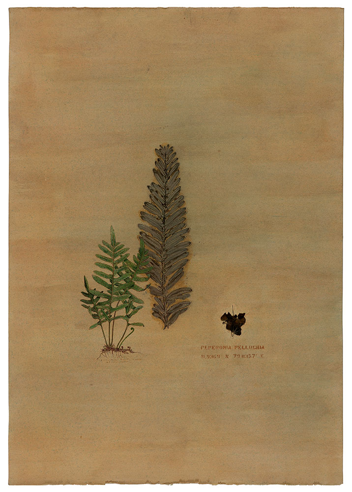 Of-ferns-n-Fossils-1-Rashmimala