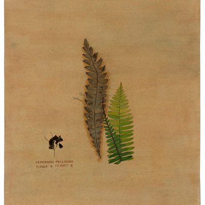 Of-ferns-n-Fossils-2-Rashmimala