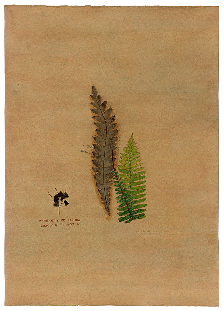 Of-ferns-n-Fossils-2-Rashmimala