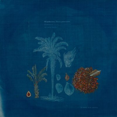 Oil-palm-tree,-Elaeis-guineensis-Rashmimalal