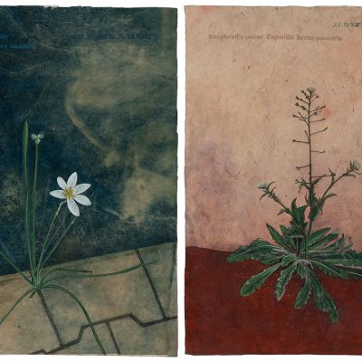 Still-Life-Rashmimala