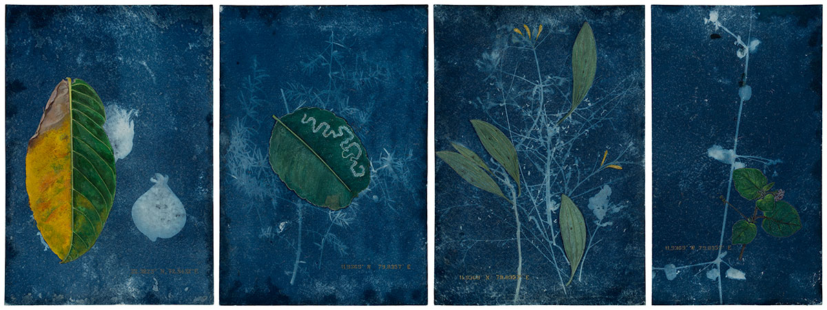 Study-of--The-Leaf--I,-II,-III-&-IV-Rashmimala