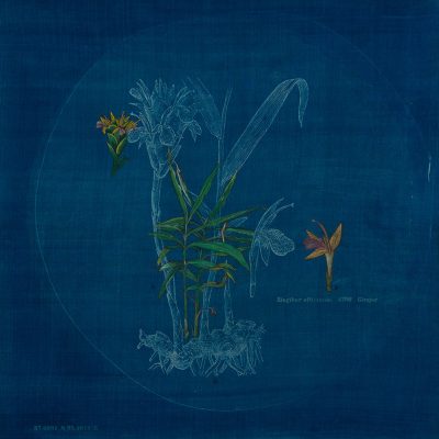 The-Root-Ada,-Zingiber-officinale-Rashmimala