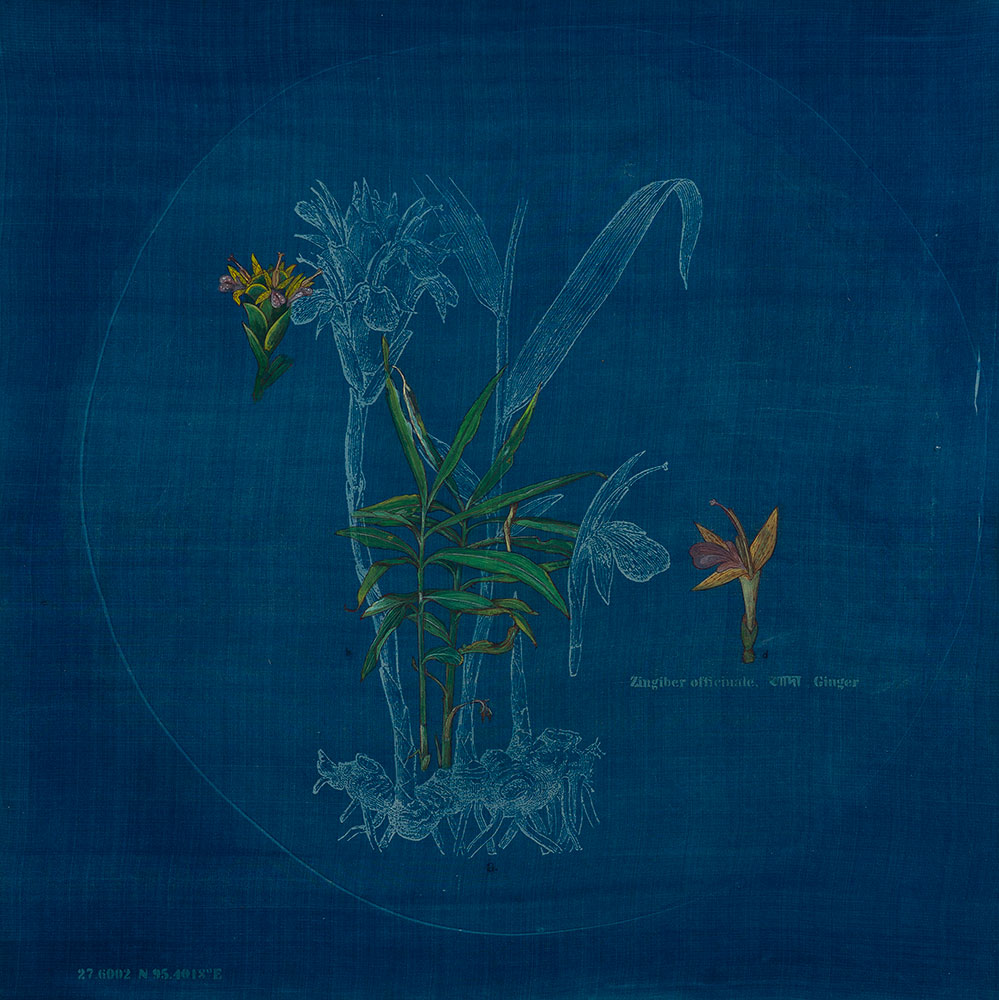 The-Root-Ada,-Zingiber-officinale-Rashmimala