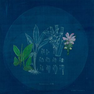 The Root- Halodhi, Curcuma longa