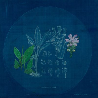 The Root- Halodhi, Curcuma longa