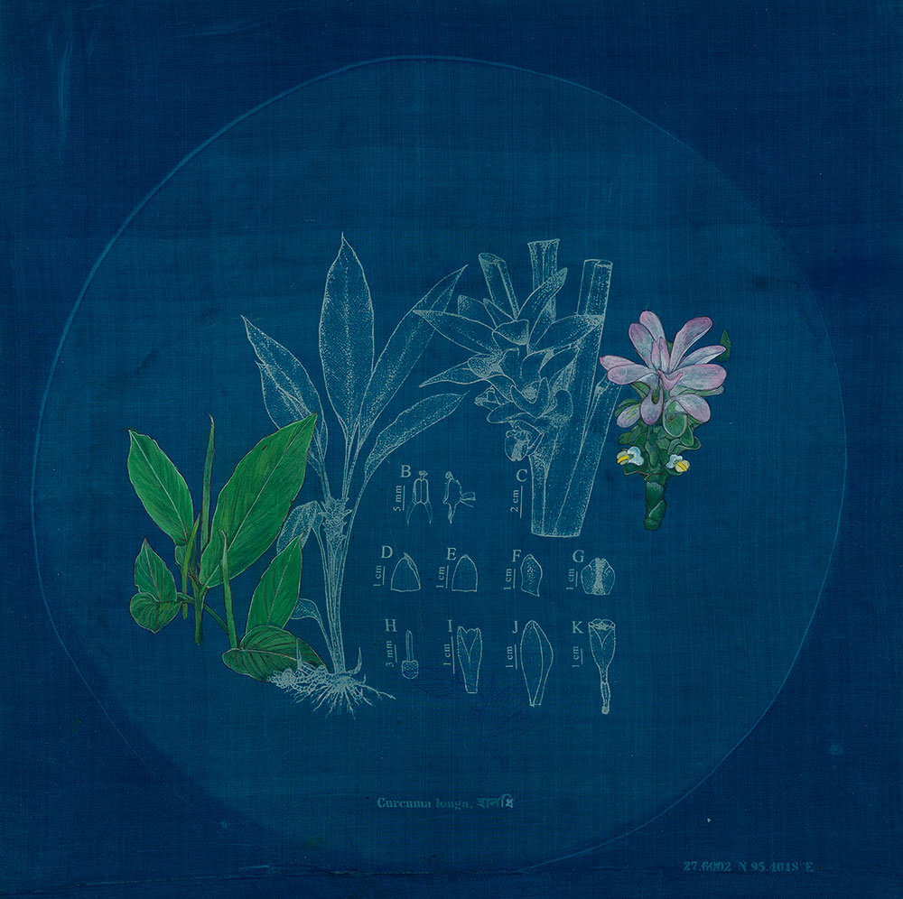 The Root- Halodhi, Curcuma longa