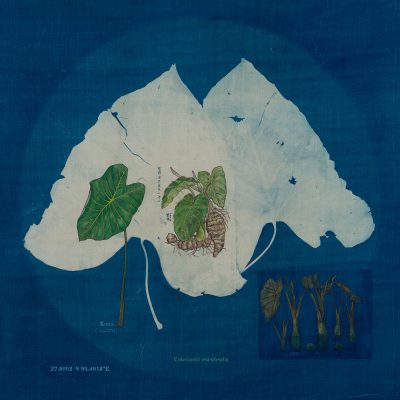 The-Root-Kosu,-Colocasia-esculenta-Rashmimala