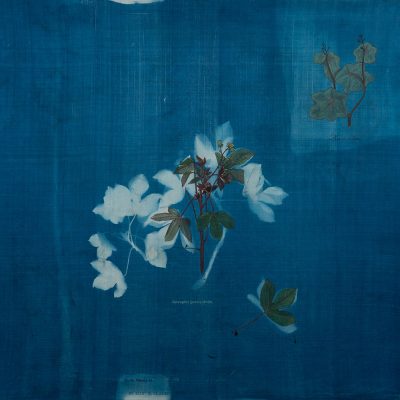 The-Ruderals-Bhot-era,-Jatropha-gossypifolia-L.-Rashmimala