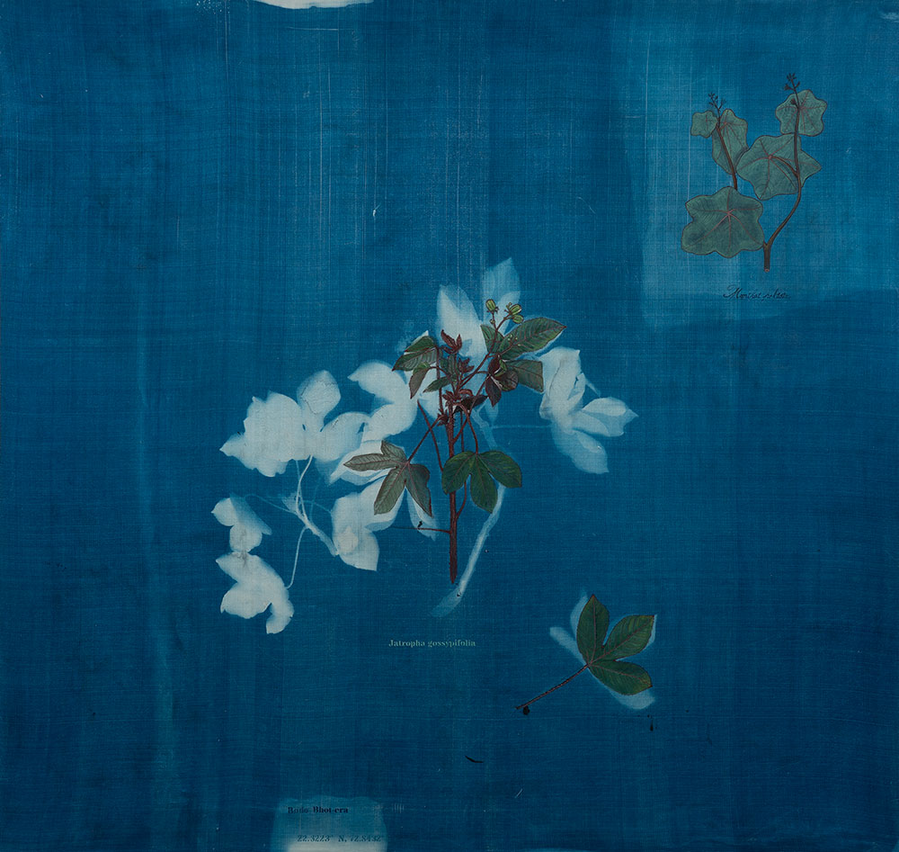 The-Ruderals-Bhot-era,-Jatropha-gossypifolia-L.-Rashmimala