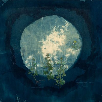 The-Ruderals-Bhutmula,-Cleome-Viscosa-Rashmimala