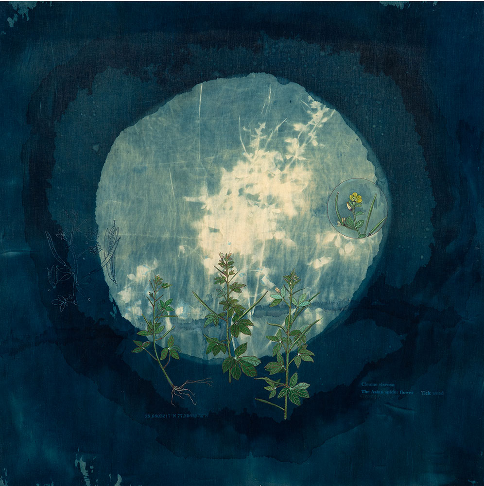 The-Ruderals-Bhutmula,-Cleome-Viscosa-Rashmimala