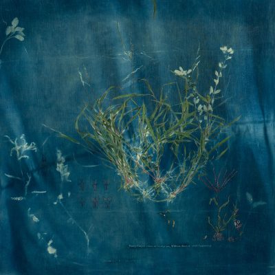 The-Ruderals-Hairy-Finger-Grass-or-Crabgrass-Rashmimala