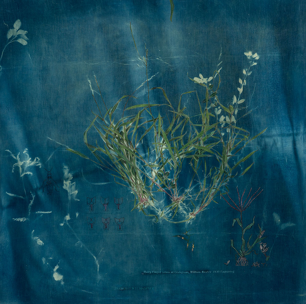 The-Ruderals-Hairy-Finger-Grass-or-Crabgrass-Rashmimala