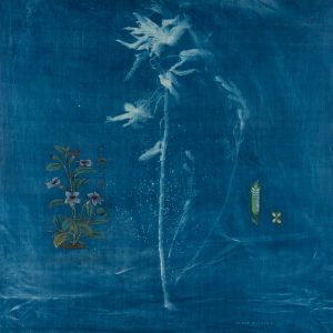 The-Ruderals--Till,-Sesamum-indicum-Rashmimala
