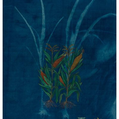 The-Ruderals-as-Companion,-Gum-Dhan,-Zea-mays-convar-Rashimimala