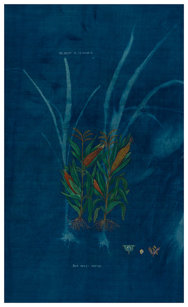 The-Ruderals-as-Companion,-Gum-Dhan,-Zea-mays-convar-Rashimimala