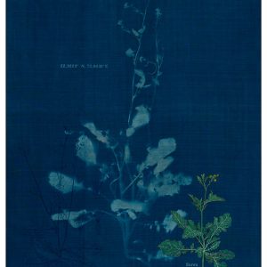 The-Ruderals-as-Companion,-Sarsu,-Brassica-juncea-Rashmimala