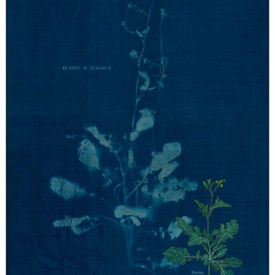 The-Ruderals-as-Companion,-Sarsu,-Brassica-juncea-Rashmimala