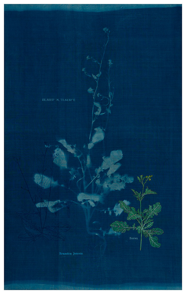 The-Ruderals-as-Companion,-Sarsu,-Brassica-juncea-Rashmimala