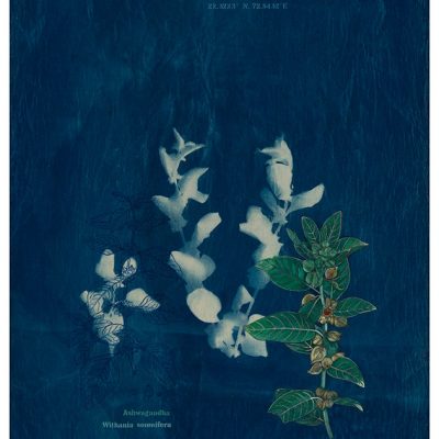 The-Ruderals-as-Companions,-Ashwagandha,-Withania-somnifera,-Rashmimala