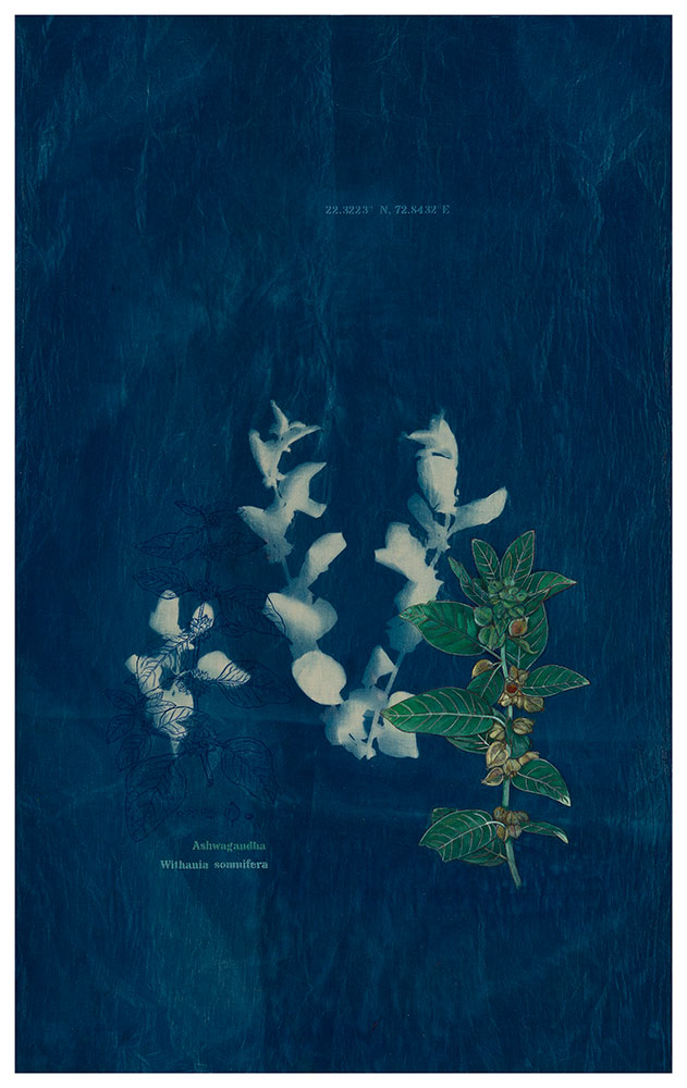 The-Ruderals-as-Companions,-Ashwagandha,-Withania-somnifera,-Rashmimala