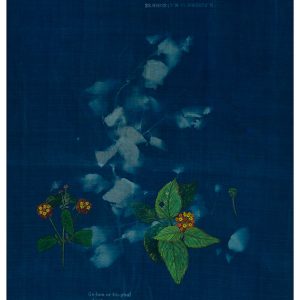 The-Ruderals-as-Companions,-Gu-bon-or-Gu-phul,-Lantana-camara-Rashmimala