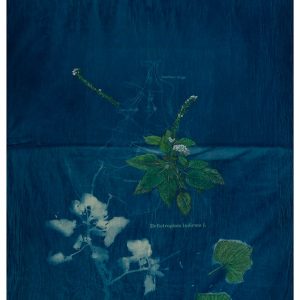The-Ruderals-as-companion,-Hati-huria-Biyoni-sabota,-Heliotropium-Indicum-L.Rashmimala