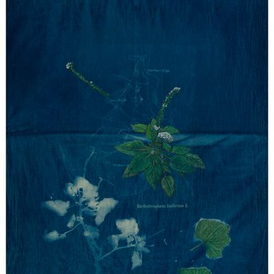 The-Ruderals-as-companion,-Hati-huria-Biyoni-sabota,-Heliotropium-Indicum-L.Rashmimala