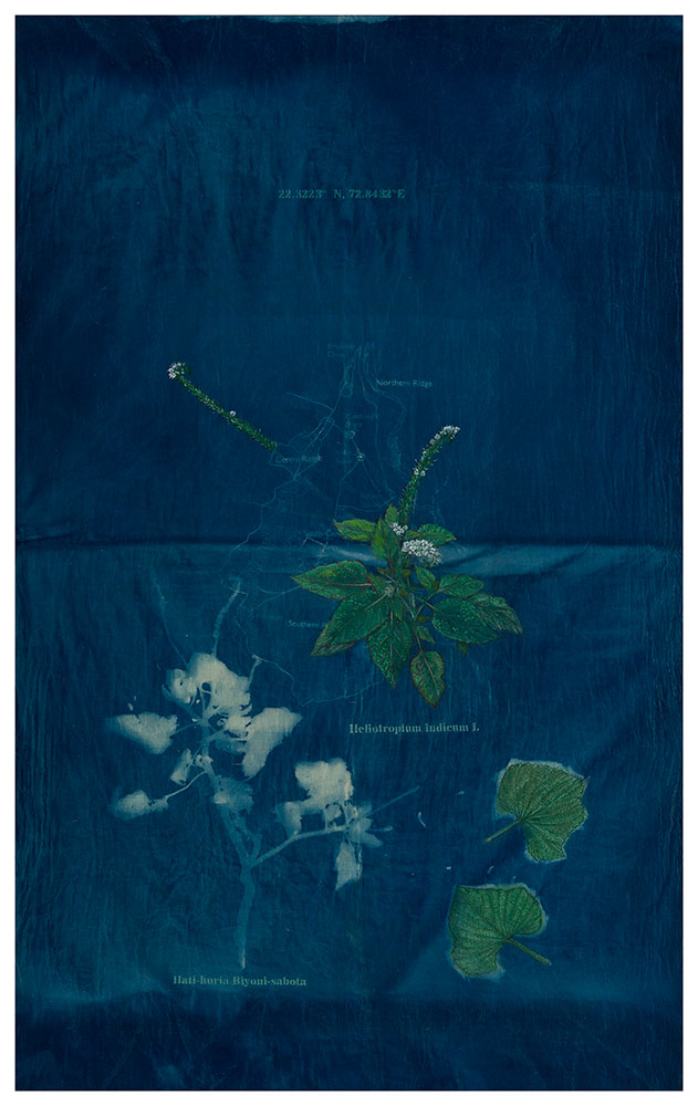 The-Ruderals-as-companion,-Hati-huria-Biyoni-sabota,-Heliotropium-Indicum-L.Rashmimala