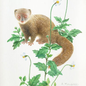 A-Mongoose