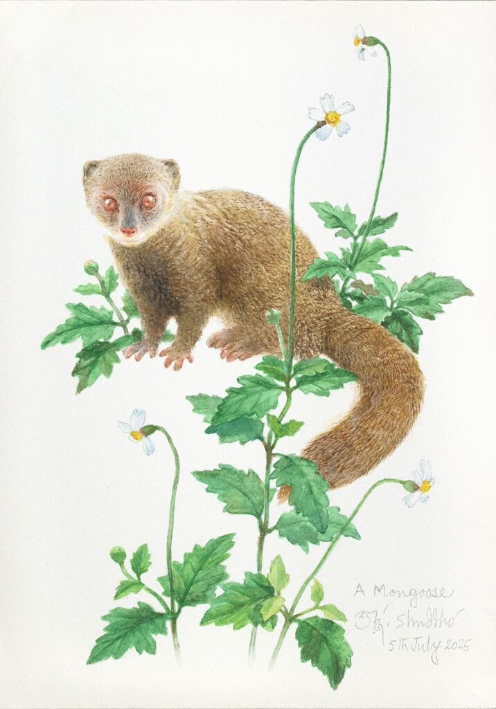 A-Mongoose