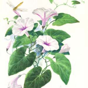 Ipomea