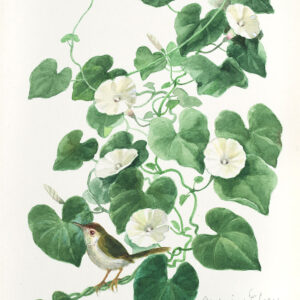 Morning-glory