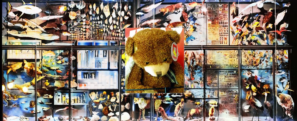 Stuffed!-Ravi-Agarwal