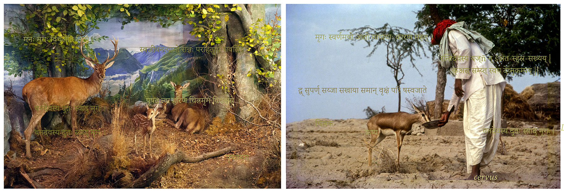 composite-nature-Ravi-Agarwal