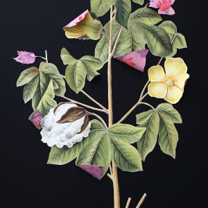 Where-The-Wild-Things-Roam-XIX,-Cotton-Ishita