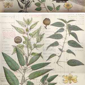 ‘living’ entities & ‘lively’ gardens I-Sonia Mehra