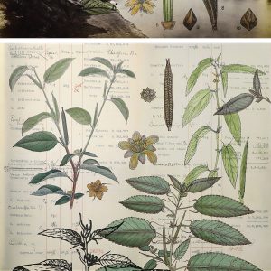 ‘living’ entities & ‘lively’ gardens II-Sonia Mehra