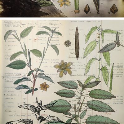 ‘living’ entities & ‘lively’ gardens II-Sonia Mehra